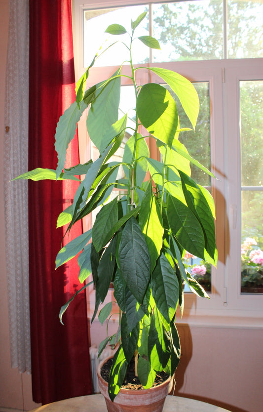 Representative avocado tree photograph for Bacon listing; cultivar not verified