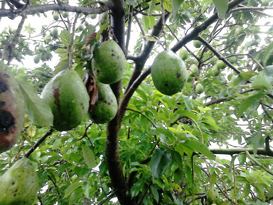 Representative avocado tree photograph for Carman Hass listing; cultivar not verified