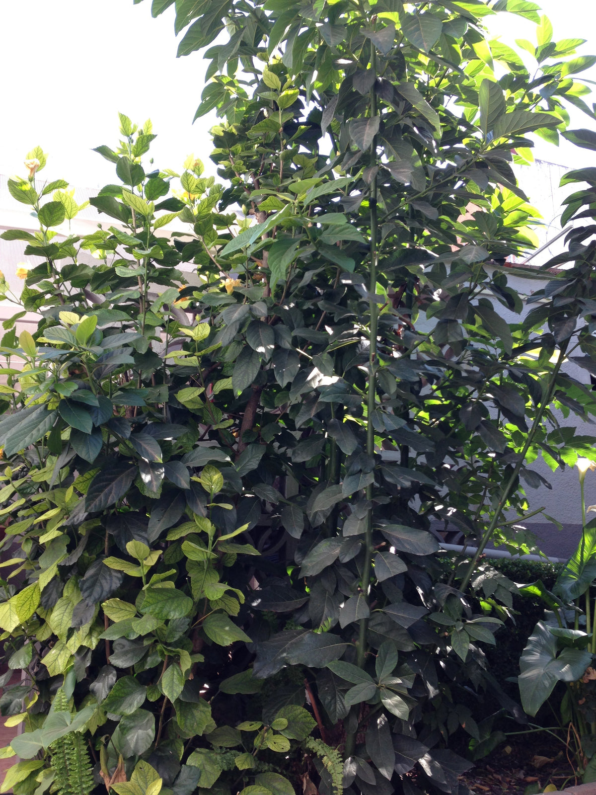 Representative avocado tree photograph for Sharwil listing; cultivar not verified