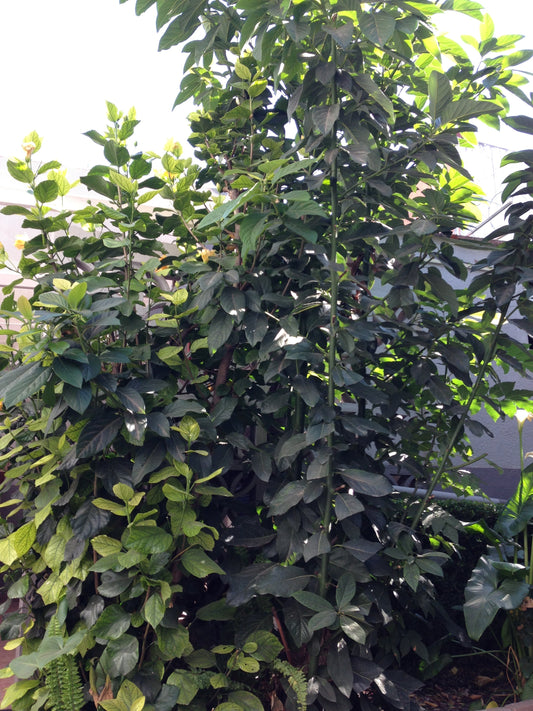 Representative avocado tree photograph for Sharwil listing; cultivar not verified