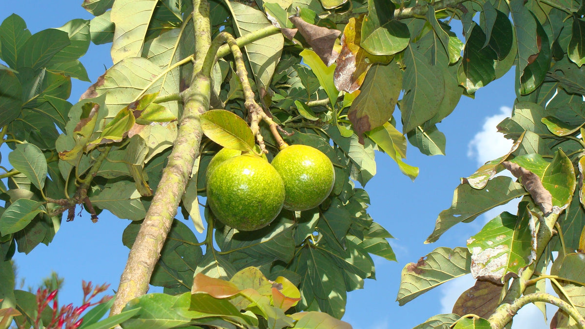 Representative avocado tree photograph for Stewart listing; cultivar not verified