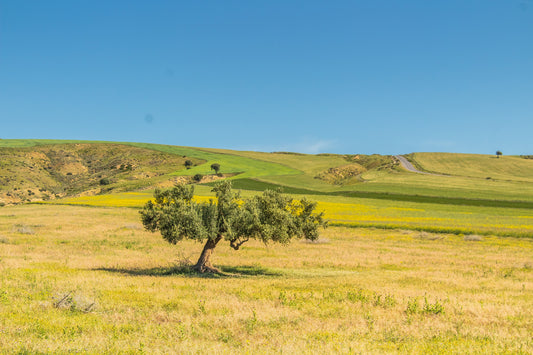 Representative olive tree photograph; not verified as the specific named cultivar or current nursery specimen