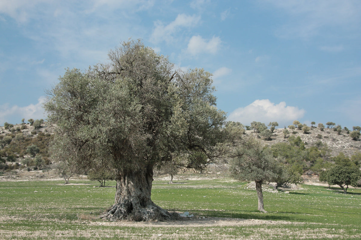 Representative olive tree photograph; not verified as the specific named cultivar or current nursery specimen