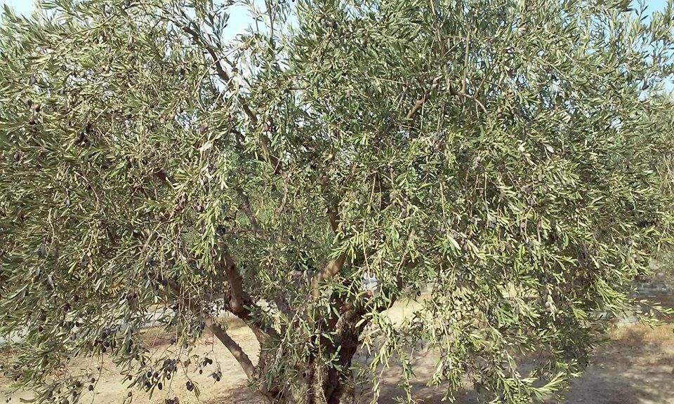 Representative olive tree photograph; not verified as the specific named cultivar or current nursery specimen