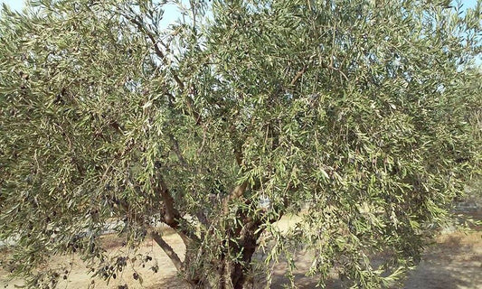 Representative olive tree photograph; not verified as the specific named cultivar or current nursery specimen