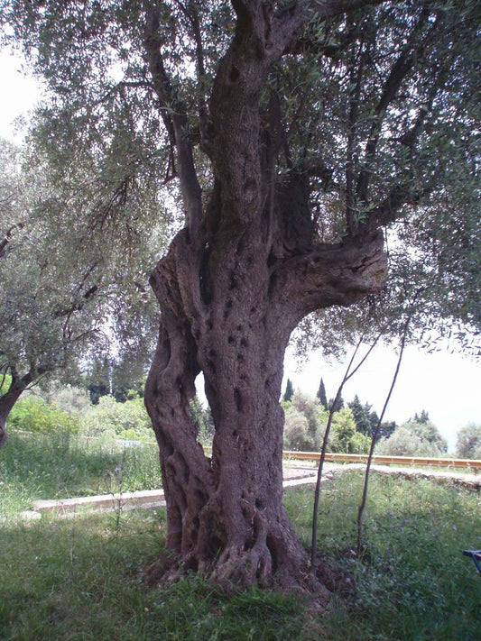 Representative olive tree photograph; not verified as the specific named cultivar or current nursery specimen