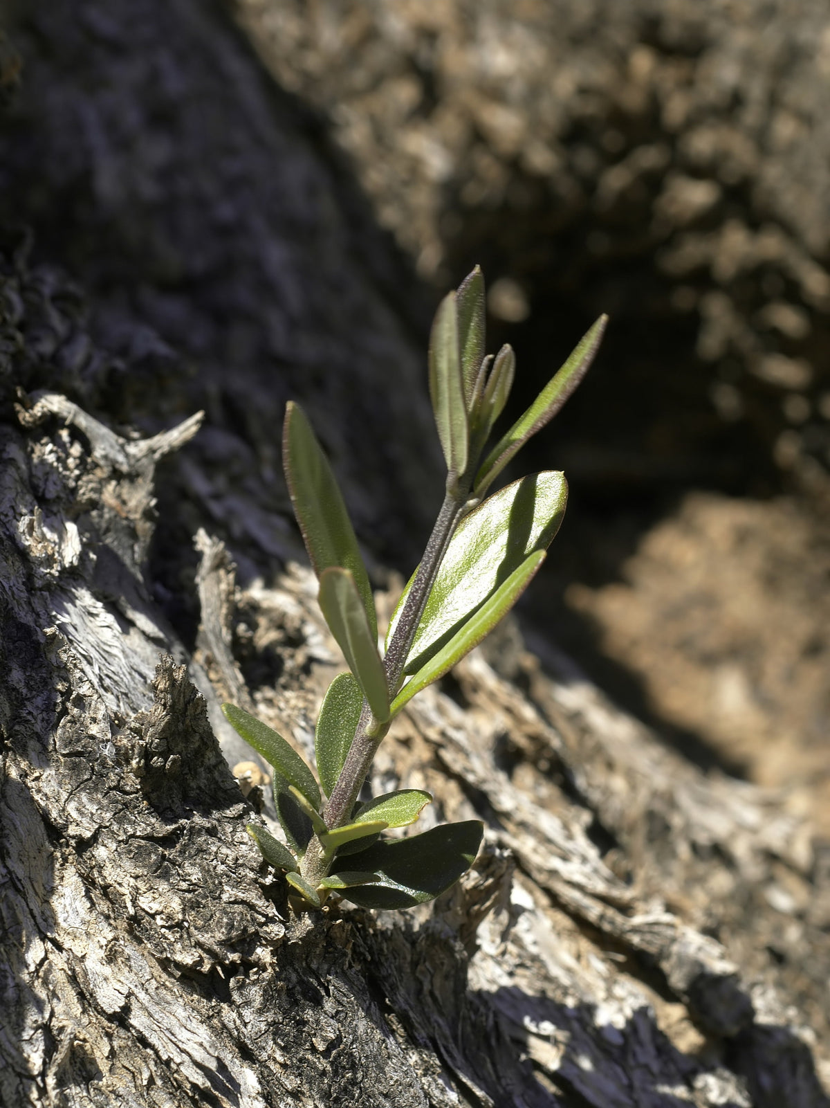 Representative olive tree photograph; not verified as the specific named cultivar or current nursery specimen