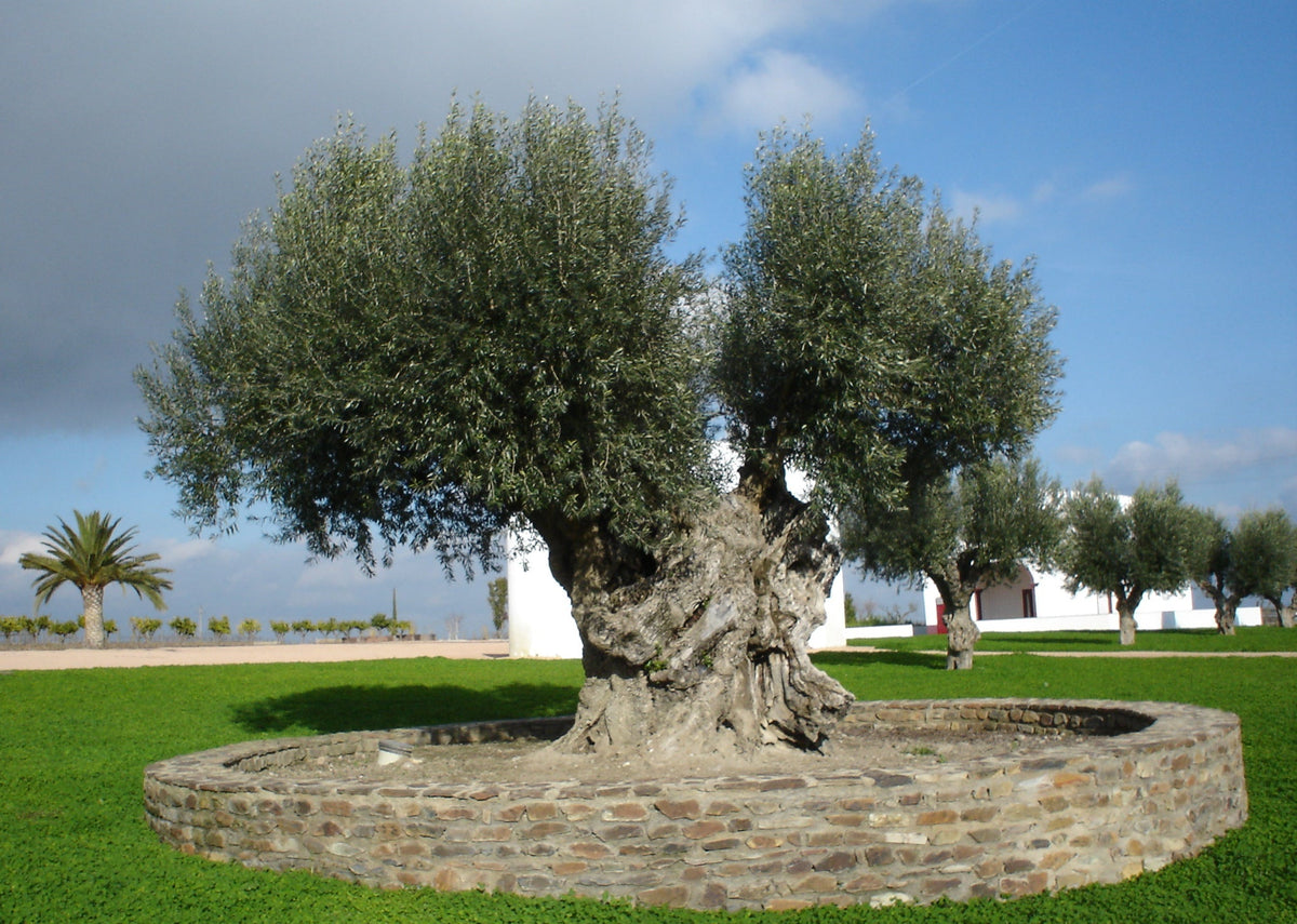 Representative olive tree photograph; not verified as the specific named cultivar or current nursery specimen