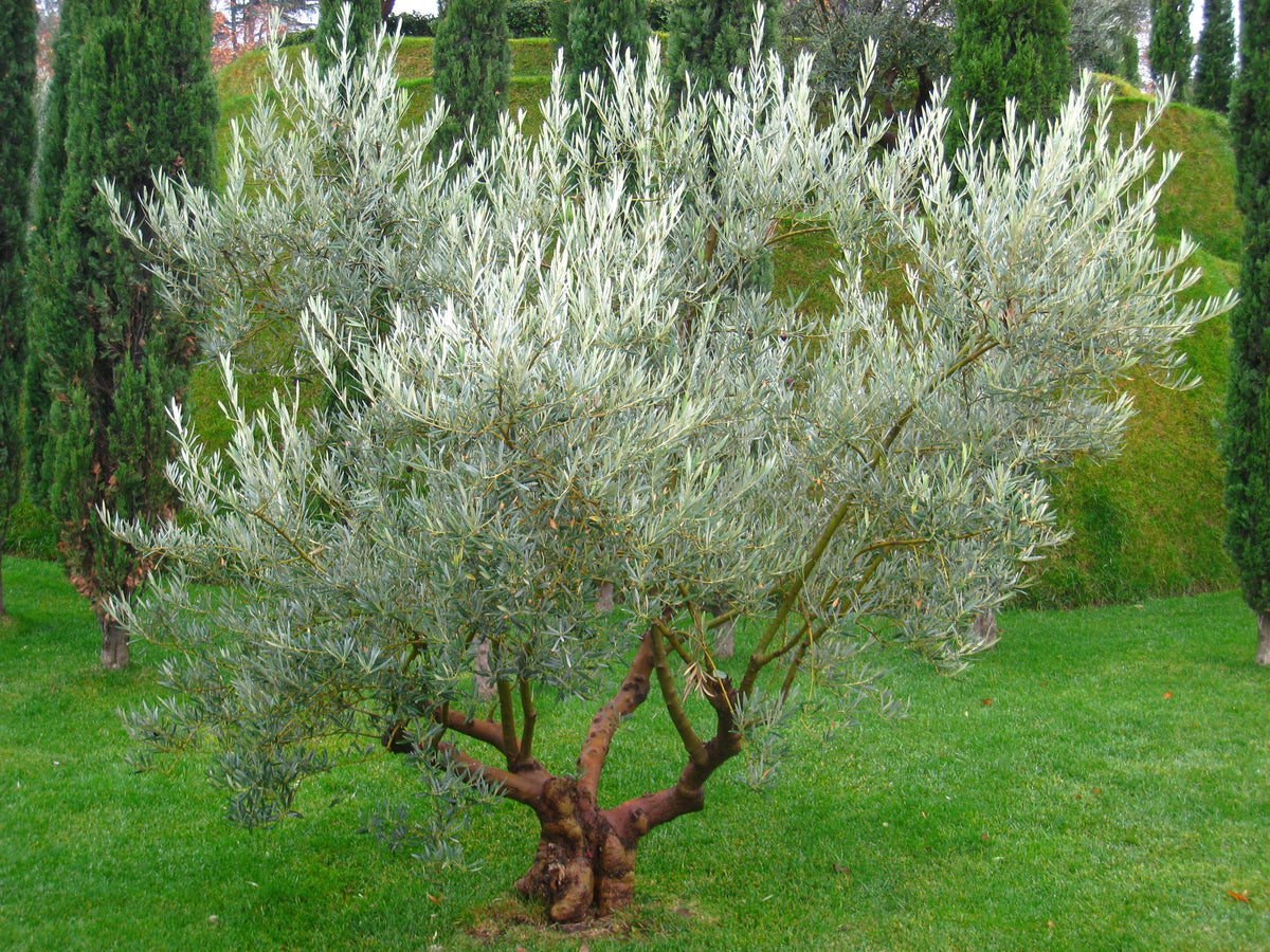 Representative olive tree photograph; not verified as the specific named cultivar or current nursery specimen