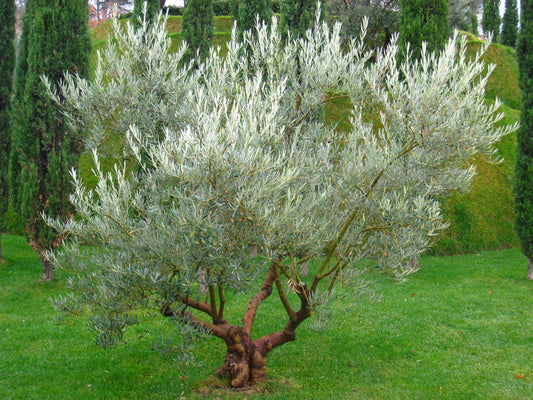 Representative olive tree photograph; not verified as the specific named cultivar or current nursery specimen