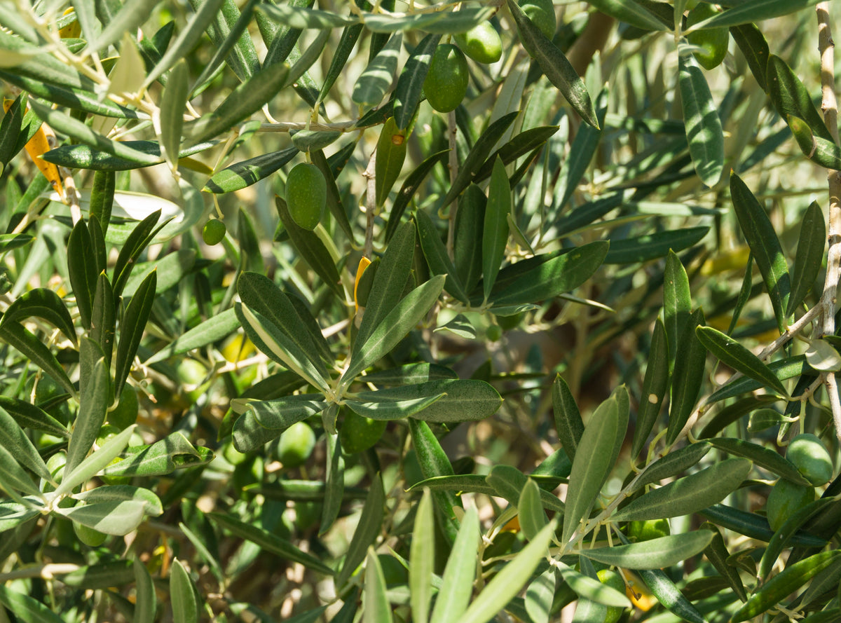 Representative almond plant or fruit, not the exact cultivar Carmel Almond or actual nursery specimen
