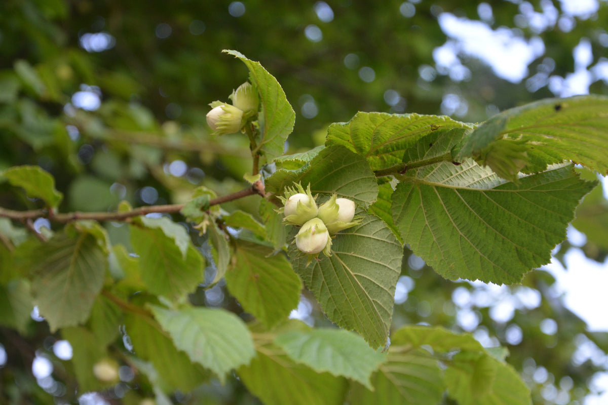 Representative hazelnut plant or fruit, not the exact cultivar Jefferson Hazelnut or actual nursery specimen