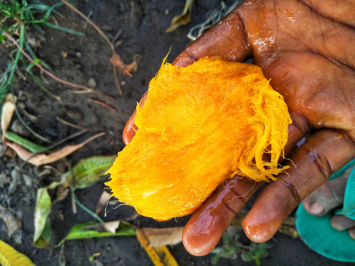 Representative mango plant or fruit, not the exact cultivar Everbearing Mango or actual nursery specimen
