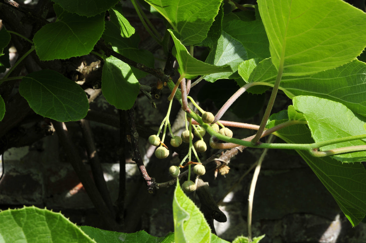 Species-reference kiwi photo; not confirmed as Hayward Female Kiwi Vine cultivar or exact nursery plant