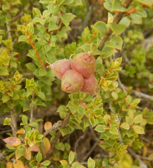 Species-reference muntries photo; not confirmed as Muntries (Emu Apple) cultivar or exact nursery plant