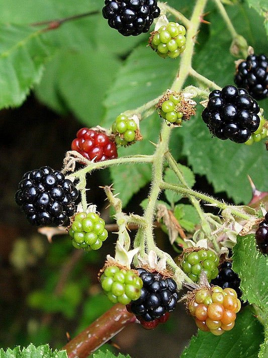 Representative blackberry fruit photo, not the specific Triple Crown Blackberry cultivar or nursery specimen