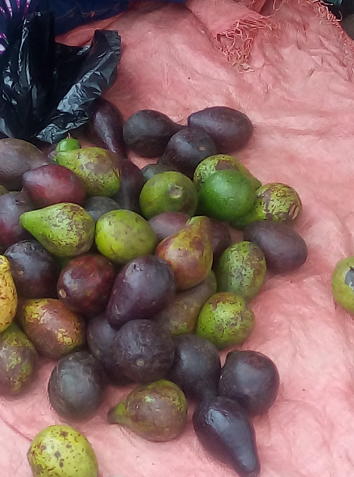Representative pear fruit stock photo, not verified as Bosc Pear or actual nursery specimen