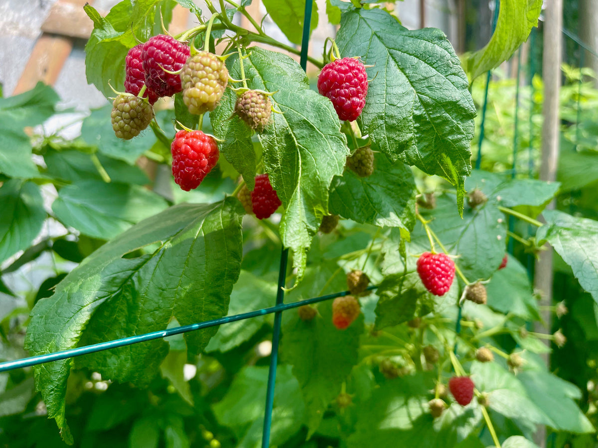 Representative raspberry fruit photo, not the specific Meeker Red Raspberry cultivar or nursery specimen