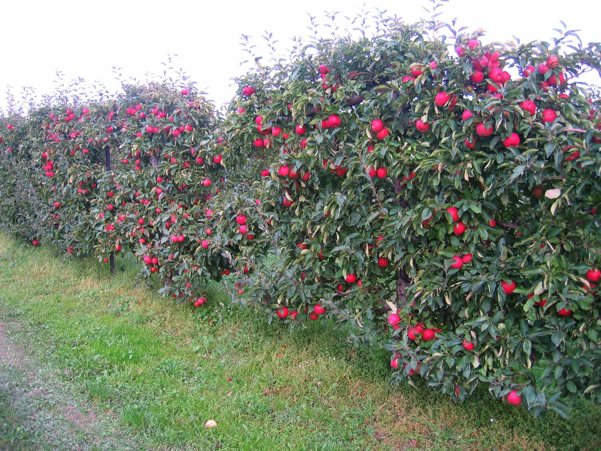 Illustrative apple espalier photograph; not actual nursery specimen or promised graft combination