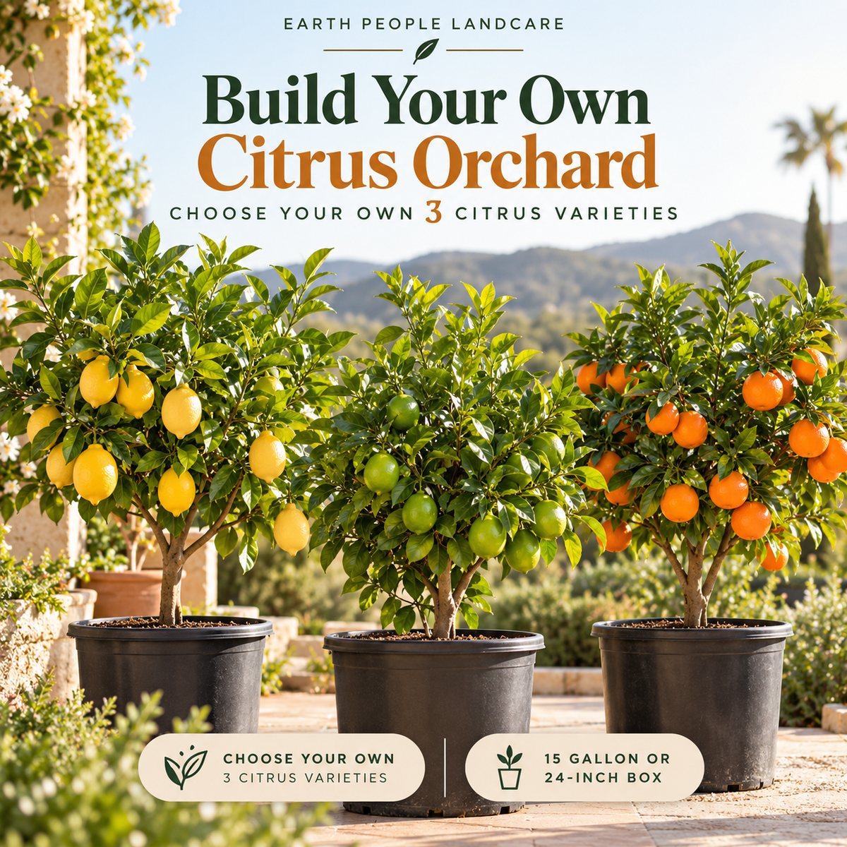 Earth People Landcare Build Your Own Citrus Orchard — three customizable citrus trees