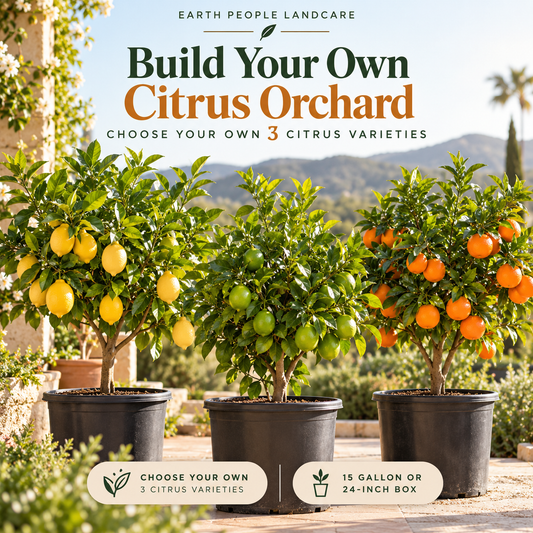Earth People Landcare Build Your Own Citrus Orchard — three customizable citrus trees