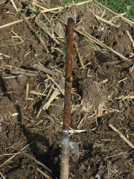 Illustrative cherry grafting photograph; not actual nursery specimen or promised graft combination