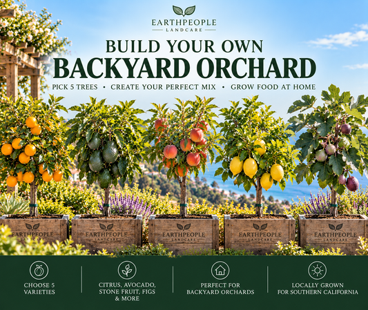 Earth People Landcare five-tree customizable backyard orchard package, illustrated citrus avocado peach lemon and fig trees
