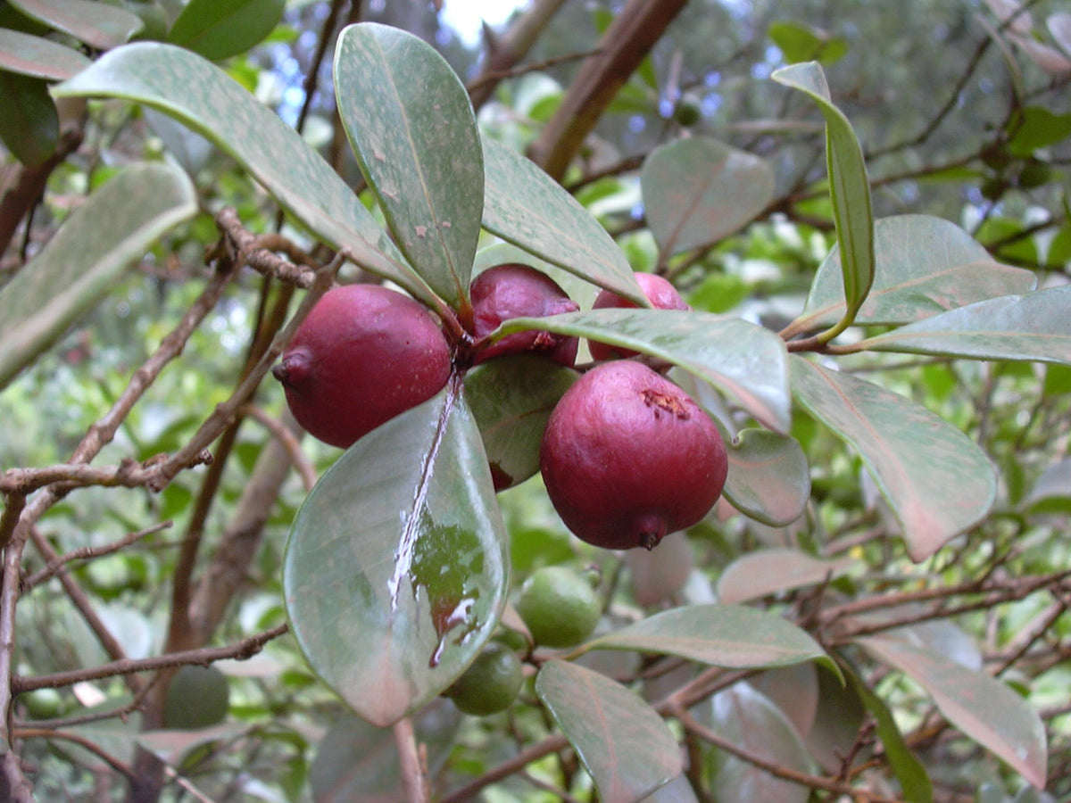 Illustrative strawberry guava photograph; not actual nursery specimen or promised graft combination