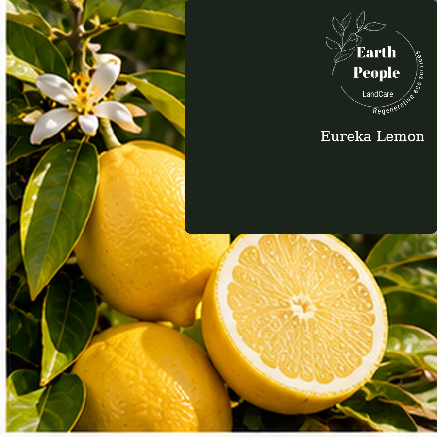 Eureka lemon botanical illustration with yellow lemons, leafy branches and cut lemon; Earth People Landcare Orange County. Illustrative artwork, not actual nursery stock.