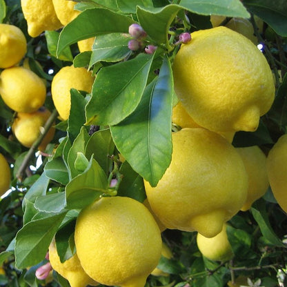 Lemon tree in the Backyard Citrus Trio