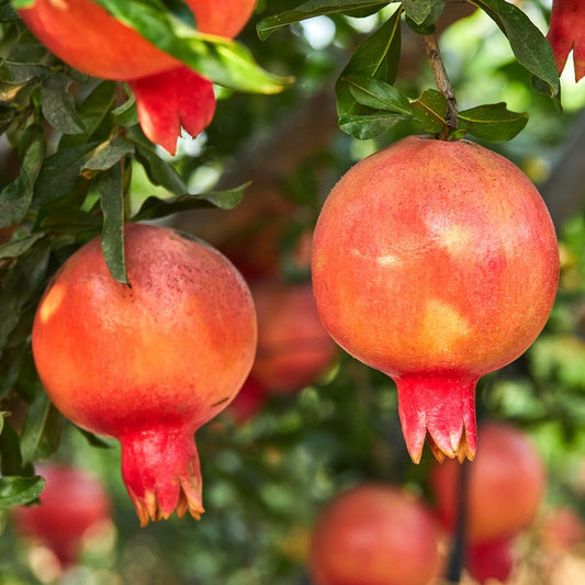 Eversweet Pomegranate
