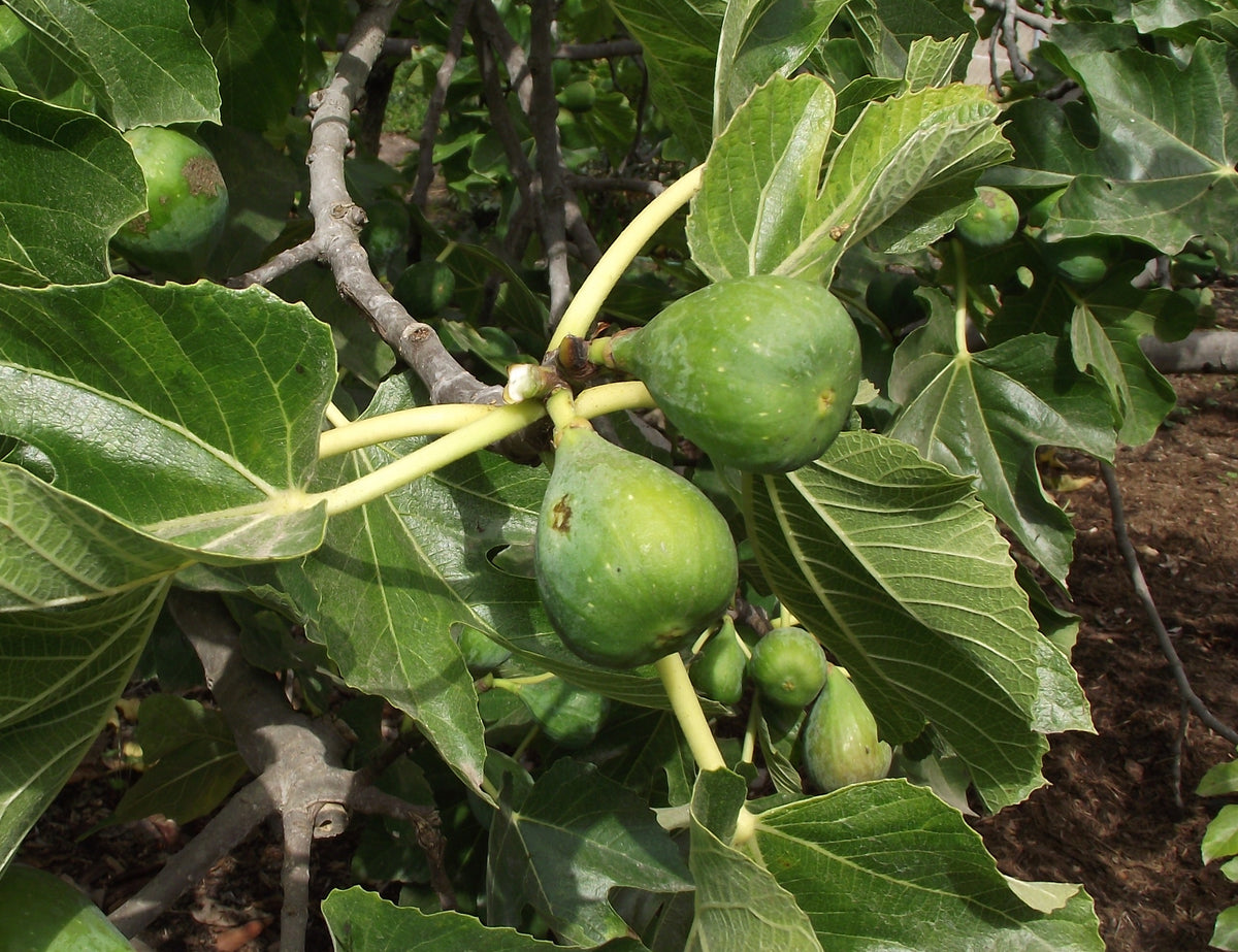 Flanders fig foliage and developing fruit — Ficus carica ‘Flanders’