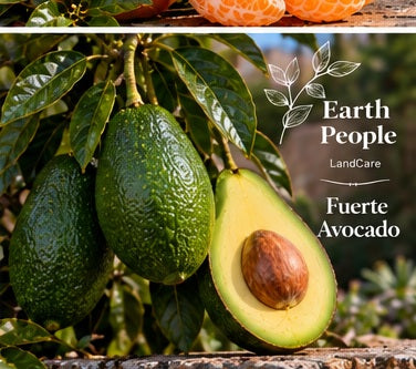 Fuerte avocado botanical illustration showing green pear-shaped smooth-skinned fruit and pale green cut flesh, Earth People Landcare Orange County; not actual nursery specimen