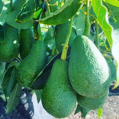 Earth People's Top Choice Fruit Tree Bundle