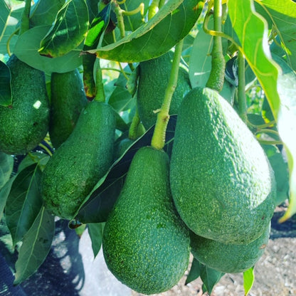 Fuerte B-type avocado tree included in the avocado pollination pair