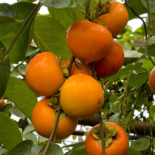 Fuyu Asian Persimmon, Apple Persimmon