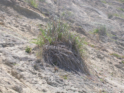 giant wild rye