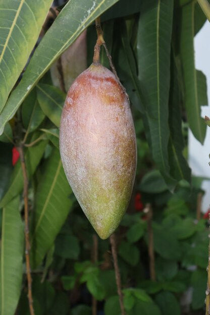 Single mango fruit developing on the tree