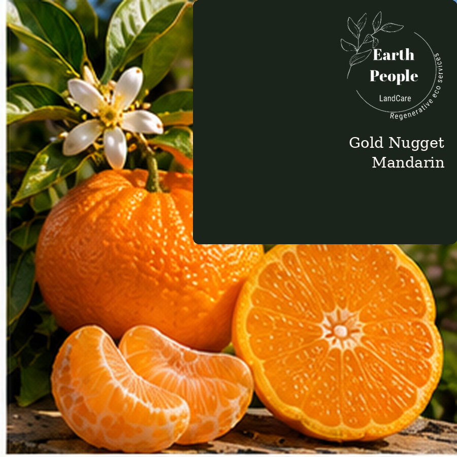 Gold Nugget mandarin botanical illustration showing orange citrus and cut fruit with green leaves; Earth People Landcare Orange County. Illustration, not actual nursery stock.