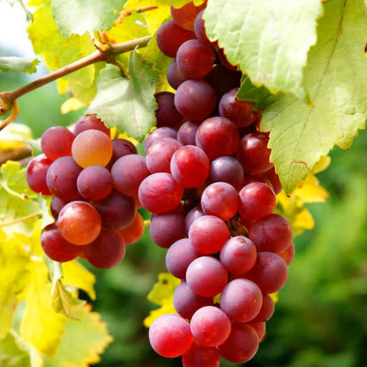 Flame Seedless European Grape