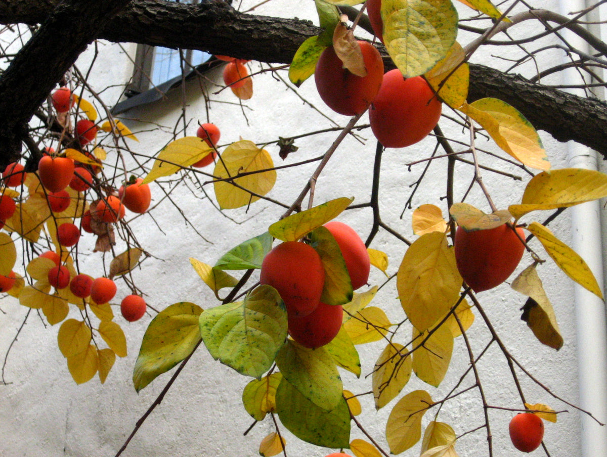 Ripe Hachiya persimmons on a tree — Diospyros kaki ‘Hachiya’