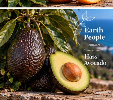 Hass avocado botanical illustration with dark pebbled skin, sliced fruit and green foliage, Earth People Landcare Orange County; illustration, not actual tree inventory