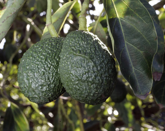 Hass Avocado, A-Type Flower