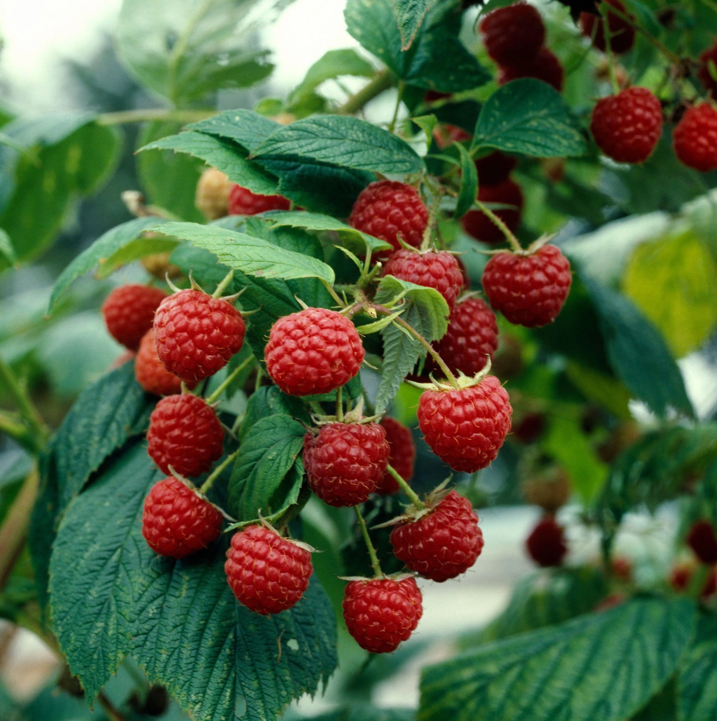 Heritage Red Raspberry