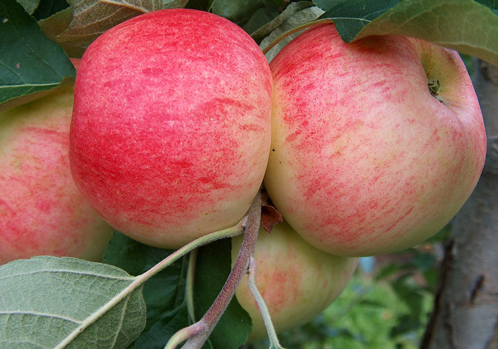 Honeycrisp Apple
