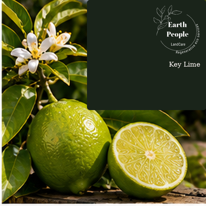 Key lime (Bartender’s lime) botanical illustration with green citrus, cut lime and leaves; Earth People Landcare Orange County. Illustrative artwork, not a photograph of nursery inventory.