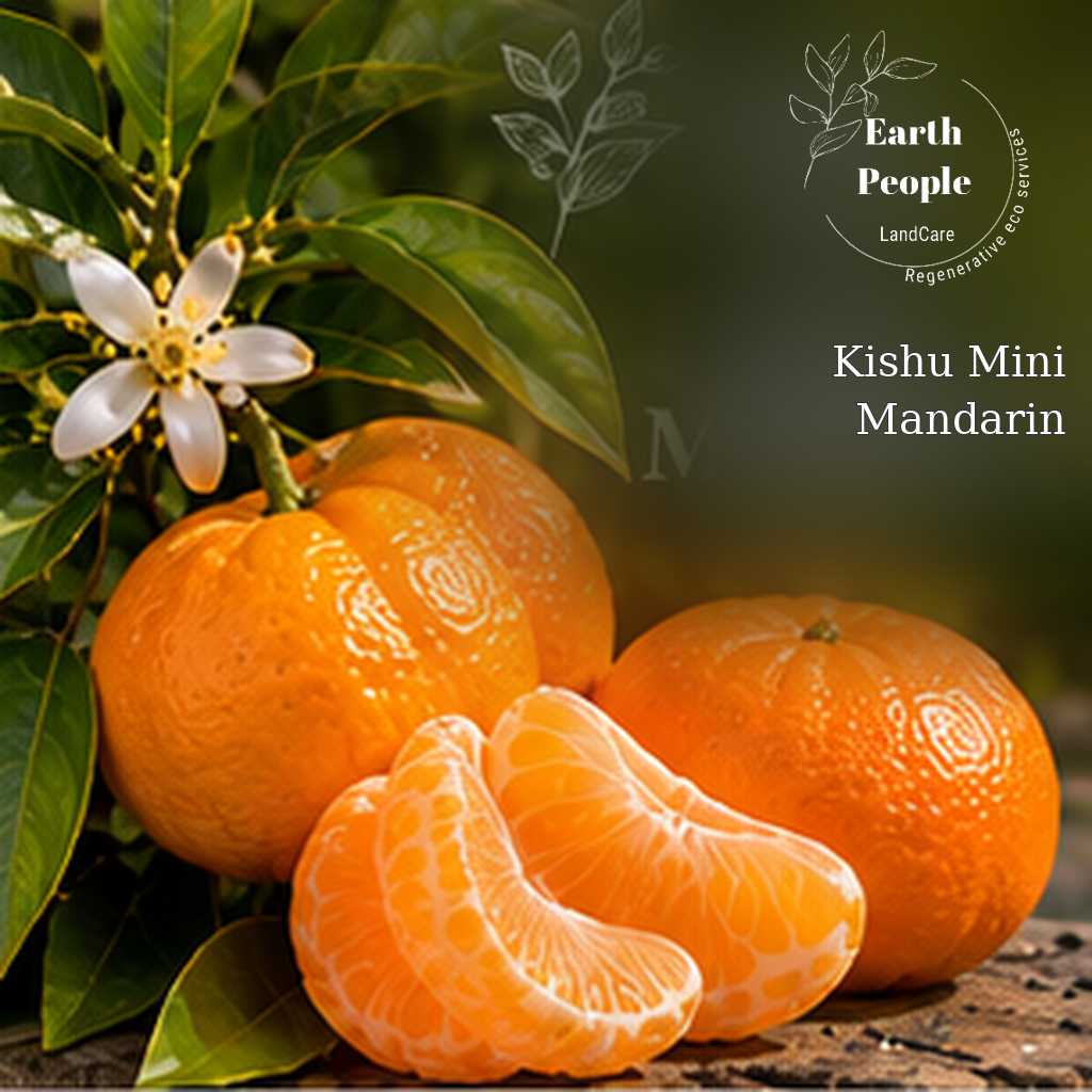 Kishu mini mandarin botanical illustration of orange fruit and peeled segments with Earth People Landcare original logo; conceptual illustration, not a verified photo of nursery stock.