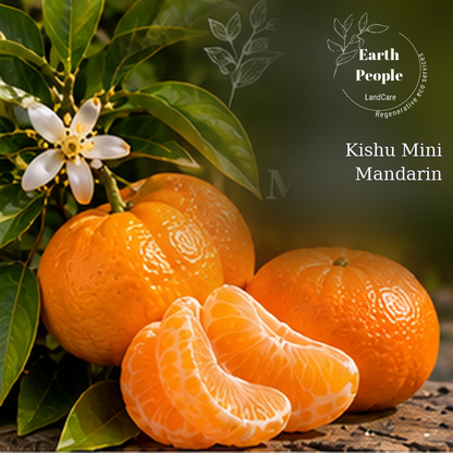 Kishu mini mandarin botanical illustration of orange fruit and peeled segments with Earth People Landcare original logo; conceptual illustration, not a verified photo of nursery stock.