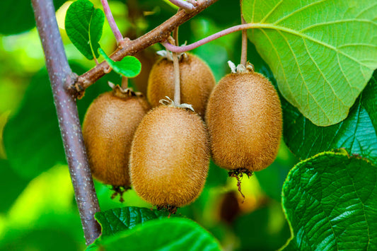 Magic Kiwi Combination