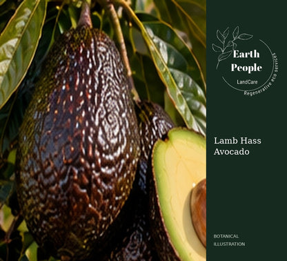 Representative botanical illustration of Lamb Hass avocado fruit with dark textured skin and cut avocado, branded with the original Earth People Landcare logo. Not a verified cultivar photo or actual nursery tree.